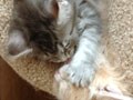 猫写真　10/1　く・くるじぃ～～！