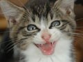 猫写真　10/8　笑うねこ