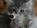 猫写真　10/15　絶対放さない！