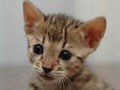 自分にあうのはどんな猫？純血種編２