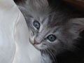 猫写真　10/22　カジカジ･･･おいしぃ？