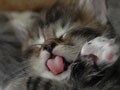 猫写真　10/29　寝姿１００選-Vol.32