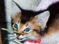 猫のイベント＆アート／１１月