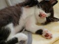 猫写真　11/26　寝姿１００選-Vol.33