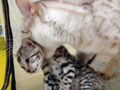 猫写真　12/3　云うことをきかないと！