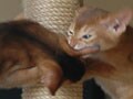 猫写真　12/17　仕返し
