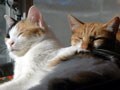猫写真　12/31　寝姿１００選-Vol.34