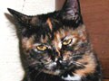 猫写真　1/7　コマッてる？
