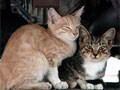 猫写・前編；街猫さんと出会うコツ