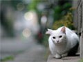 猫写・後編：街猫を上手に撮るコツ