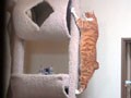 猫写真　2/11　テッペン制覇！