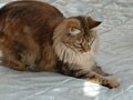 猫写真　2/18　光で遊ぶ♪