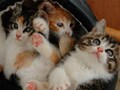 猫が増えることで起こる迷惑とは？