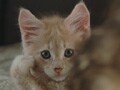 猫写真　3/17　コマツタ！