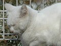 飼い主のいない猫の迷惑を減らすために