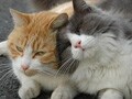 猫写真　3/24　らぶ・らぶ♪