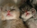 猫写真　3/31　寝姿１００選-Vol.37