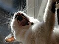 猫写真　4/14　小町さんのあくびスタイル