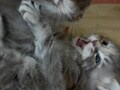 猫写真　4/21　反撃なるか？！
