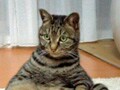 猫写真　5/5　行儀の良い座り方