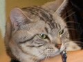 映画『グーグーだって猫である』