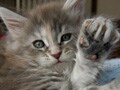 猫写真　5/12　招きこにゃん