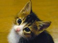 もし自分に何かあったとき、猫の行く末は？