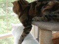 猫写真　6/2　仲良しだよ♪