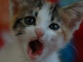 見て・触って・感じよう！猫の健康