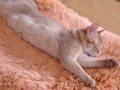 猫写真　6/30　寝姿１００選-Vol.40