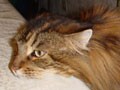 猫写真　7/14　だるだる～
