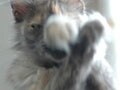 猫写真　7/21　○×どっち？