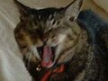 猫写真　7/28　寝姿１００選-Vol.41