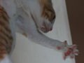 今日のねこさん；2008/08/01