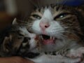 今日のねこさん；2008/08/04