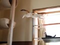 今日のねこさん；2008/08/05