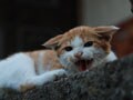 今日のねこさん；2008/08/06