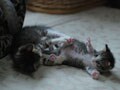今日のねこさん；2008/08/14