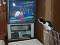 今日のねこさん；2008/08/19