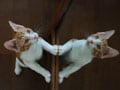 今日のねこさん；2008/08/20