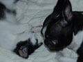 今日のねこさん；2008/08/21