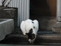 今日のねこさん；2008/08/26