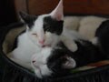 今日のねこさん；2008/08/27