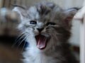 今日のねこさん；2008/12/10