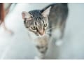 猫のツンデレ度を色柄でランキング！BEST5