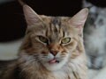 今日のねこさん；2008/12/11