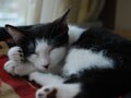 今日のねこさん；2008/12/12