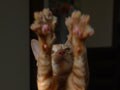 今日のねこさん；2009/01/15