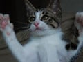 今日のねこさん；2009/01/23