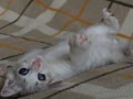 今日のねこさん；2009/02/03